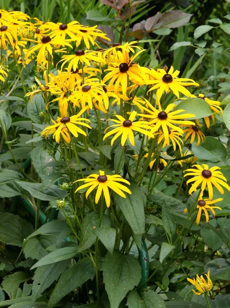 Yellow flowers of Black-eyed Susan — Stock Photo, Image