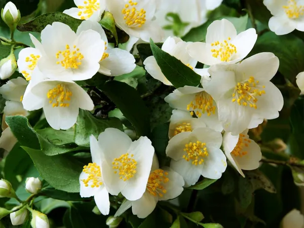 Jasmine bush with white,fragrant flowers — Stock Photo, Image