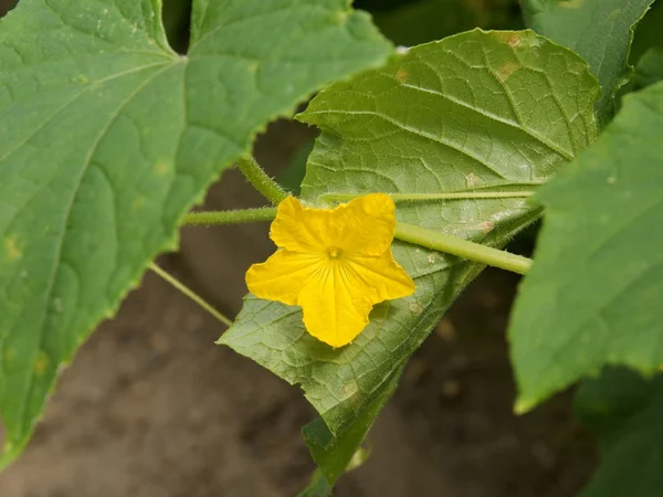 Żółty kwiat z cucmber roślin warzywnych — Zdjęcie stockowe