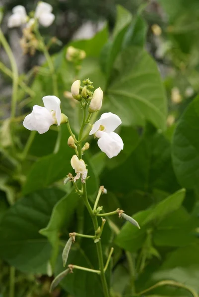 Blüten von Bohnengemüse — Stockfoto