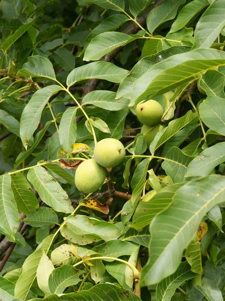 Noten op walnoot boom in de tuin — Stockfoto