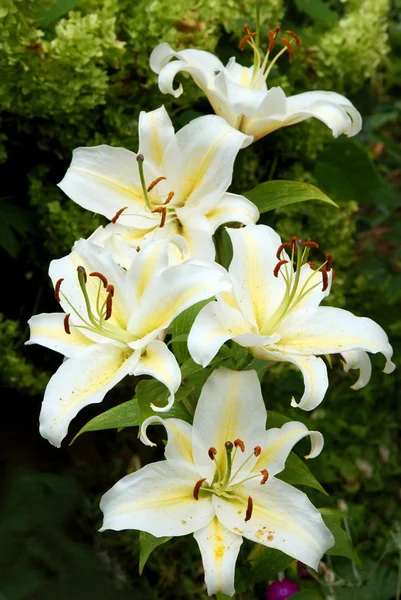 ユリの白と黄色の花 — ストック写真