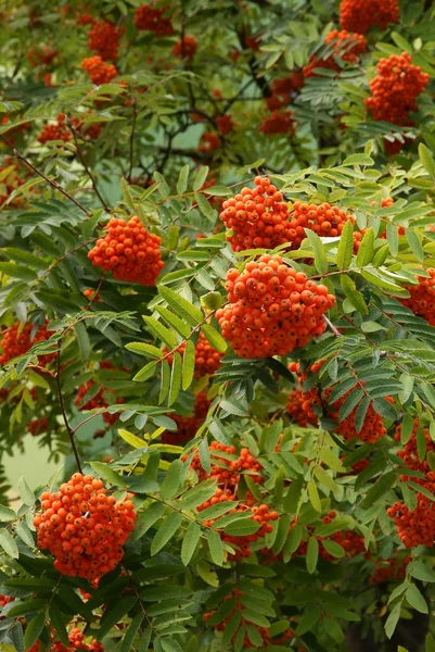 Bagas vermelhas na árvore rowan no mês de agosto — Fotografia de Stock