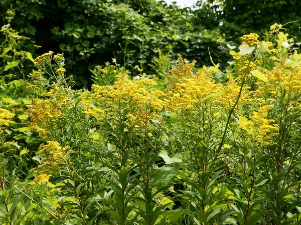 Zlatý prut rostliny kvetoucí — Stock fotografie