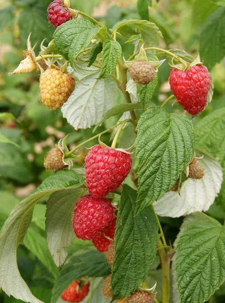 Sweet ripe raspberries on bush in a garden — Stock Photo, Image