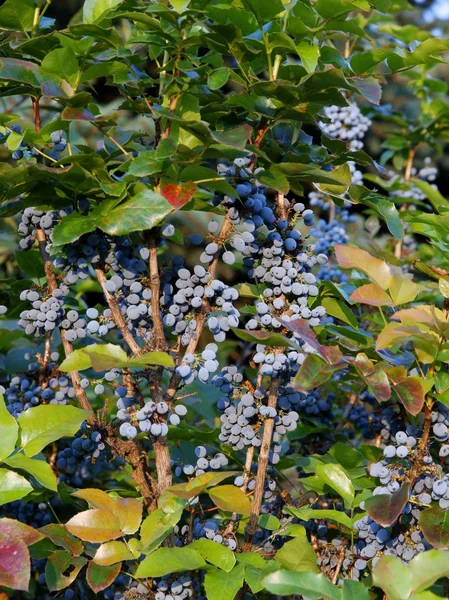 Lila fruits of barberry ornamental bush — Stock Photo, Image