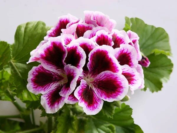 Hübsche Mehrfarbige Blüten Der Geranien Topfpflanze — Stockfoto