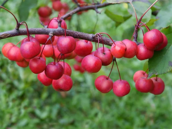 Vermelho Pequenos Frutos Redondos Malus Purpurea Caranguejo Macieira — Fotografia de Stock