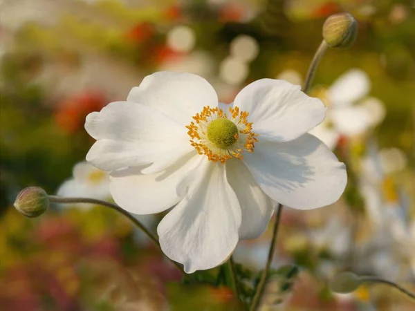 Белый Цветок Анемона Крупным Планом — стоковое фото