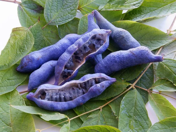 Lila Cáscaras Con Semillas Árbol Asiático Decaisnea Fargesii Franch —  Fotos de Stock