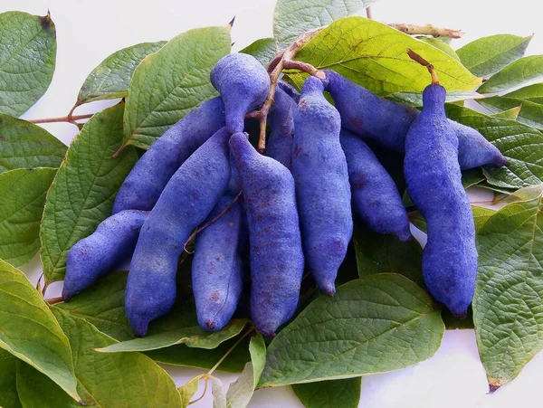 Lila Cáscaras Con Semillas Árbol Asiático Decaisnea Fargesii Franch — Foto de Stock