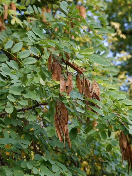 Acaciaboom Met Zaden Schilderachtig — Stockfoto