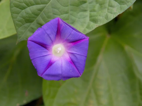 Hezká Lila Květiny Convolvuls Tricolor Horolezectví Rostlina Zblízka — Stock fotografie