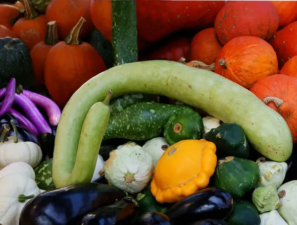 Various Multicolor Pumpkins Autumn Close — Stock Photo, Image