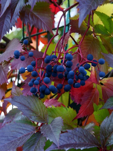 Frutos Azuis Folhas Multicoloridas Planta Parthenocissus Quinquefolius Outono — Fotografia de Stock