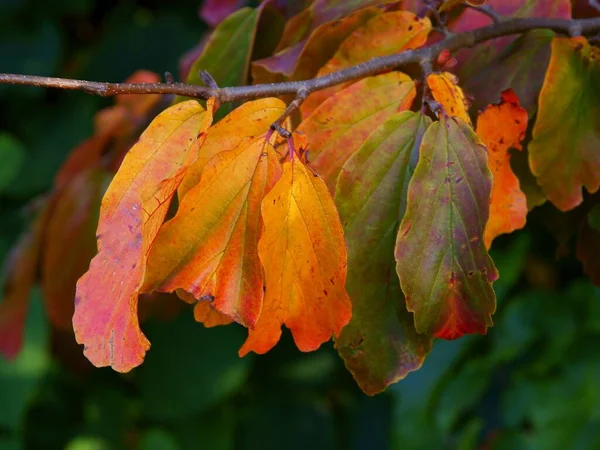 Feuilles Orange Brunes Perroquet Persica Automne — Photo