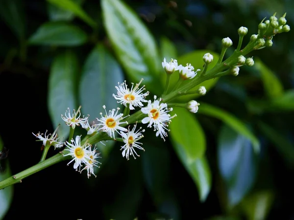 Biały Kwiat Prunus Laurocerasus Bush Rosaceae Rodziny — Zdjęcie stockowe