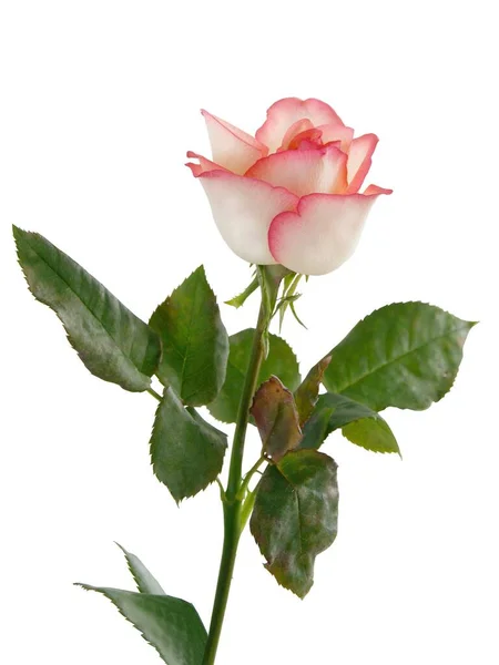 Rosas Rosadas Jardín Cerca — Foto de Stock