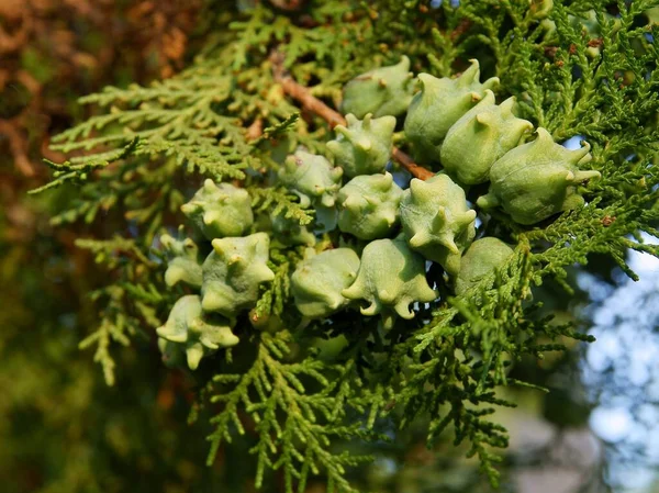 Растущие Зеленые Конусы Nootkacipres Cupressus Nootkatensis Дерево — стоковое фото