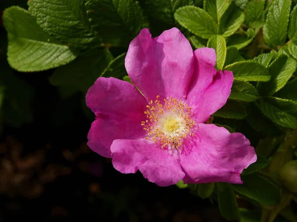 Purpurowy Kwiat Rosa Canina Cierń Krzak Zbliżenie — Zdjęcie stockowe