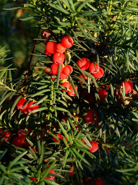 Rode Giftige Bessen Van Taxusboom Herfst Van Dichtbij — Stockfoto