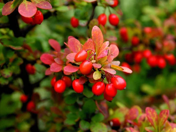 Κόκκινα Μούρα Και Φύλλα Του Θάμνου Berberis Φθινόπωρο — Φωτογραφία Αρχείου