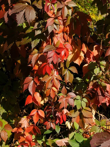 Frutti Azzurri Foglie Multicolori Della Pianta Parthenocissus Quinquefolius Autunno — Foto Stock