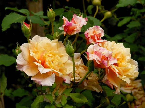 Roses Roses Dans Jardin Close — Photo