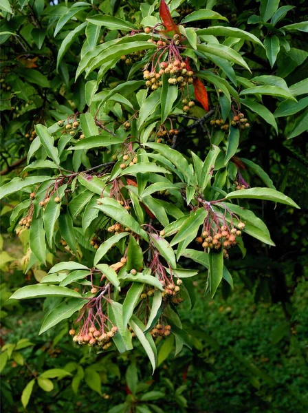 Clusters Fruits Stravanesia Davidiana Tree Close — Stock Photo, Image