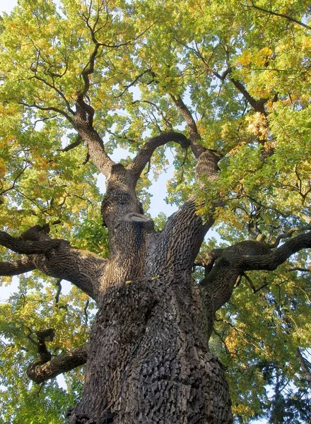 Sonbahar Manzarasında Sarı Yapraklı Meşe Ağacı — Stok fotoğraf