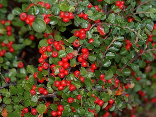 Rote Kleine Rote Früchte Des Horizontalen Cotoneaster Busches Herbst — Stockfoto