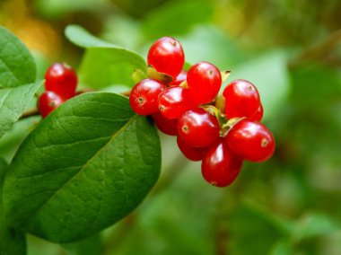 Lonicera Vesicaria 'nın kırmızı böğürtlenleri