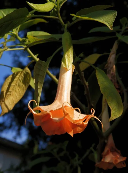 Yazın Datura Arboca Bitkisinin Büyük Güzel Pembe Çiçeği — Stok fotoğraf