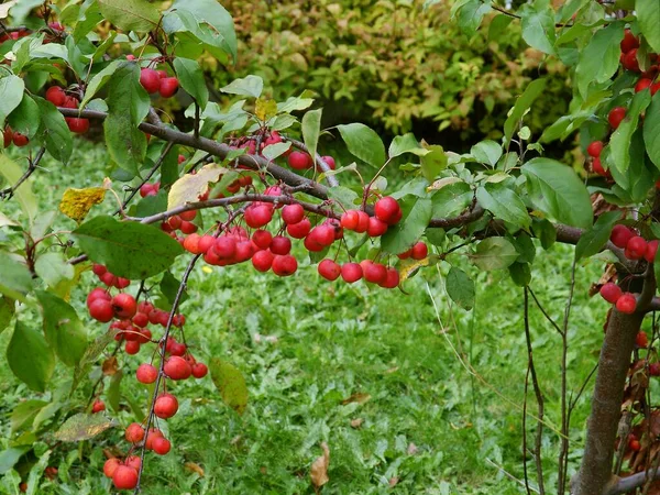 Vermelho Pequenos Frutos Redondos Malus Purpurea Caranguejo Macieira — Fotografia de Stock