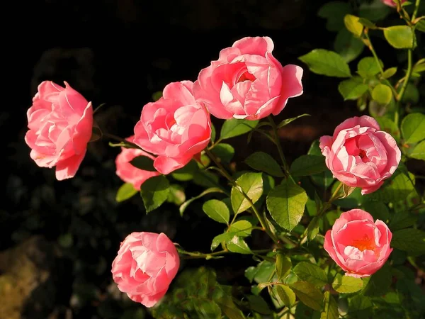 Rosas Muito Rosa Jardim Perto — Fotografia de Stock