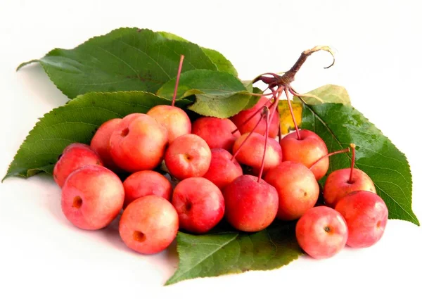 Rote Kleine Runde Früchte Von Malus Purpurea Krabbenapfelbaum — Stockfoto