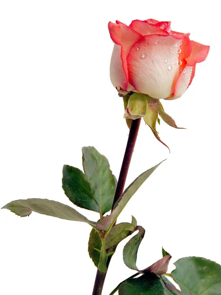 庭からピンク色のバラが近づいてきて — ストック写真