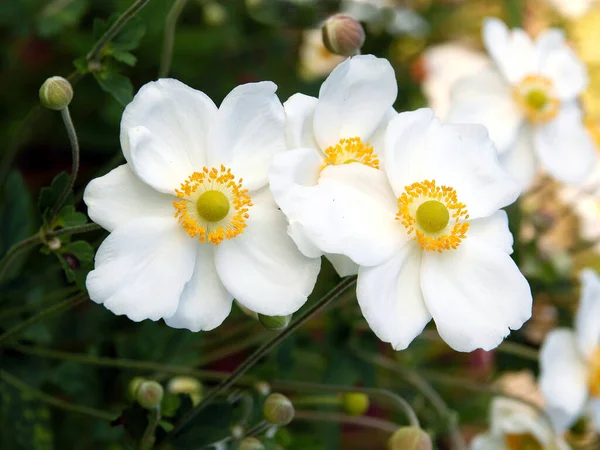 Белый Цветок Анемона Крупным Планом — стоковое фото