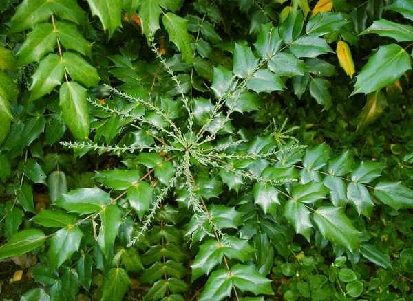 Mahonia Bokor Zöld Levelekkel — Stock Fotó