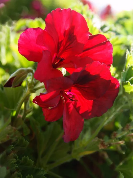 Fiore Rosso Geranio Pianta Vaso Vicino — Foto Stock