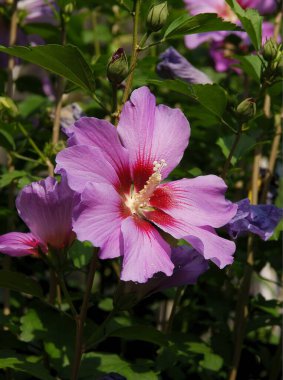 Amfibik çalılarının Lila ve kırmızı çiçekleri, yaklaşın.