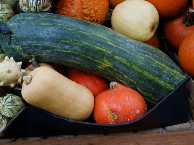 Çeşitli ve çok renkli balkabakları sağlıklı vejetaryen yiyecekler olarak kullanırlar.
