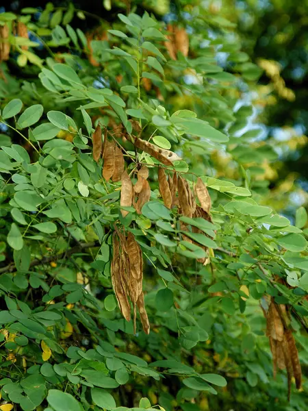 Akaciaträd Med Och Frön Natursköna — Stockfoto