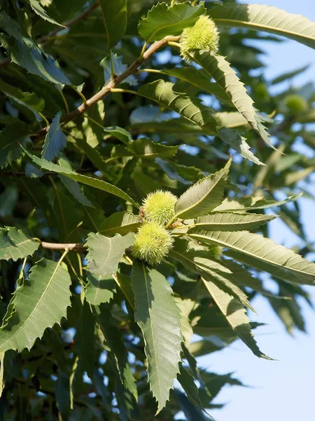 Culture Fruits Verts Épineux Castanata Sativa — Photo