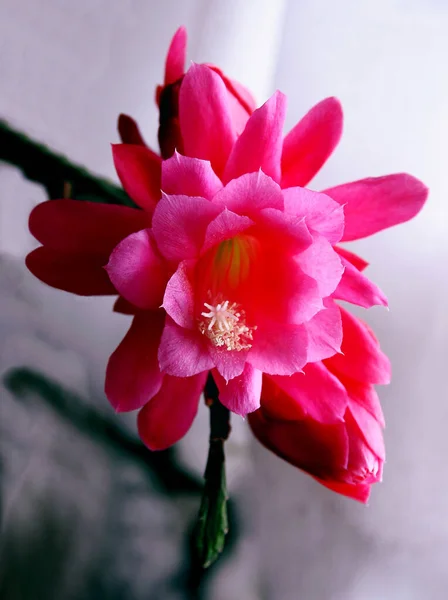 漂亮的粉红花朵 多汁的紫苏花 闭合在一起 — 图库照片