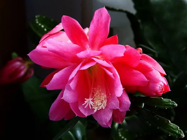 Ładny Różowy Kwiaty Soczysty Epiphyllum Crenatum Zbliżenie — Zdjęcie stockowe