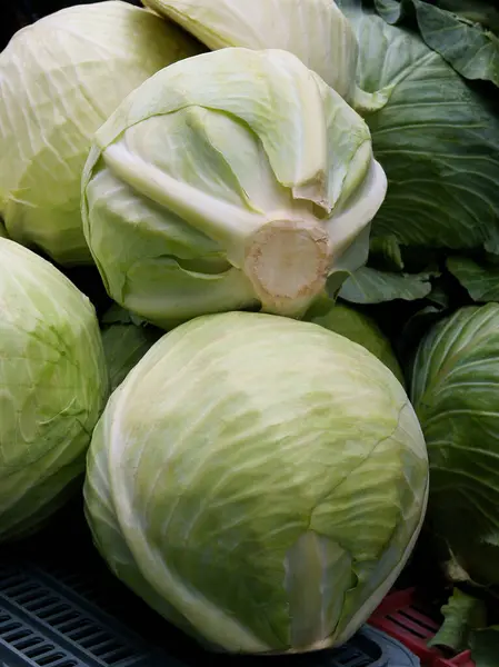 White Cabbages Tasty Leaf Vegetables Close — Stock Photo, Image