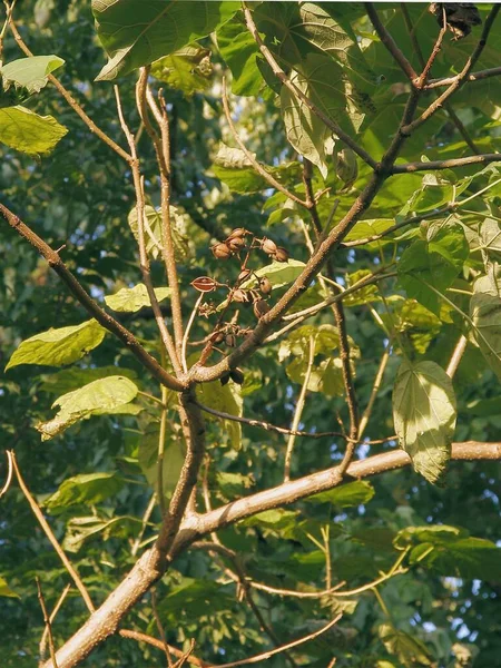 Cascas Castanhas Secas Com Sementes Paulownia Tomentosa Árvore — Fotografia de Stock