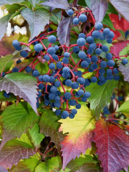 Parthenocissus Quinquefolius Klätterväxt Hösten — Stockfoto