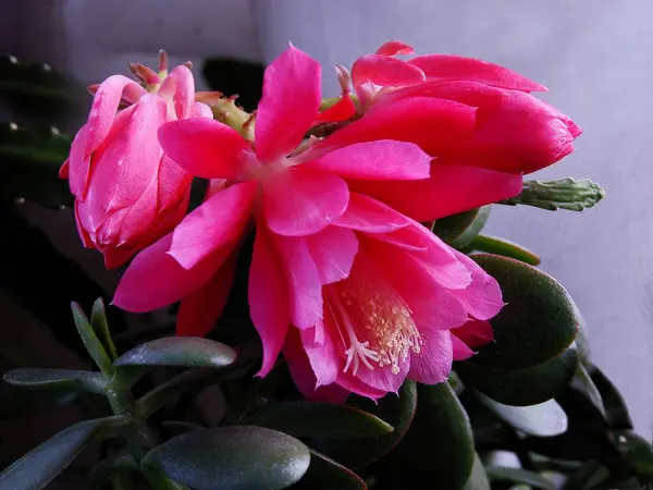Hübsche Rosa Blüten Der Saftigen Epiphyllum Crenatum Aus Nächster Nähe — Stockfoto